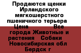 Продаются щенки Ирландского мягкошерстного пшеничного терьера › Цена ­ 30 000 - Все города Животные и растения » Собаки   . Новосибирская обл.,Бердск г.